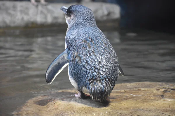 Pequeno pinguim azul — Fotografia de Stock