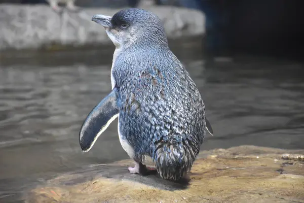 Kleiner blauer Pinguin — Stockfoto