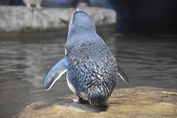 Petit pingouin bleu — Photo