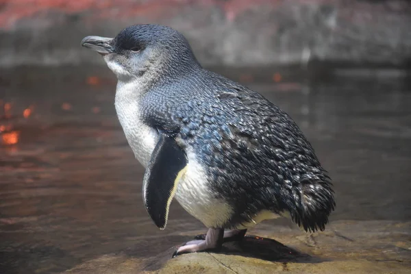 Pequeno pinguim azul — Fotografia de Stock