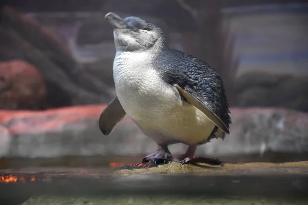 A kis kék pingvin — Stock Fotó