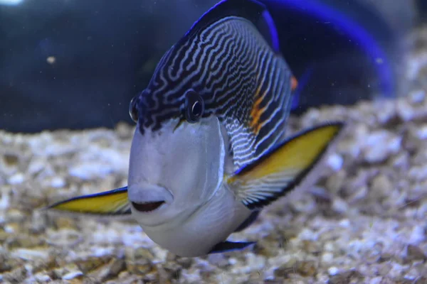 Gyönyörű színes halak — Stock Fotó