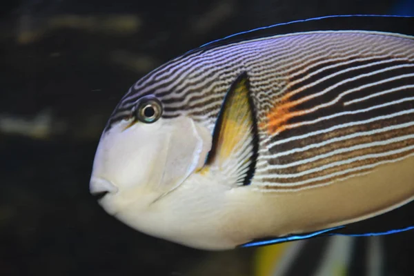Piękne kolorowe ryby — Zdjęcie stockowe