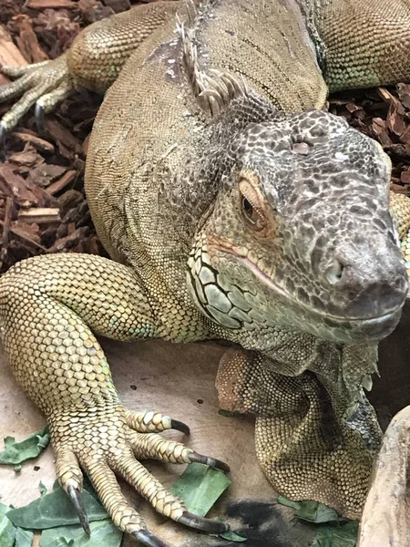 Un dragón barbudo — Foto de Stock