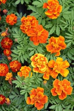 güzel portakal çiçekleri