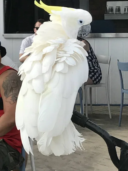 綺麗な白い鳥 — ストック写真