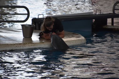 Baltimore, Maryland Ulusal Akvaryumu 'nda yunus gösterisi