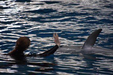 Baltimore, Maryland Ulusal Akvaryumu 'nda yunus gösterisi
