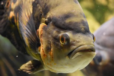 Güzel renkli balık