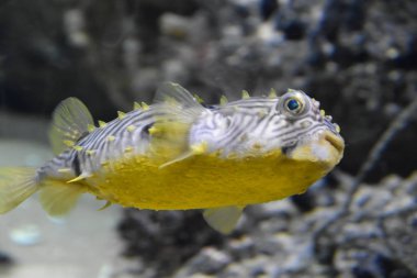 Güzel renkli balık