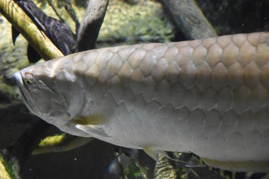 Güzel renkli balık