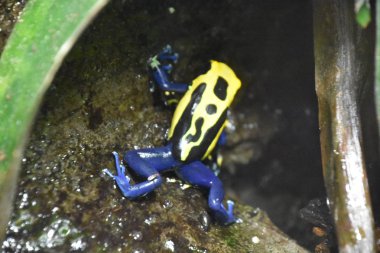 zehirli ok kurbağası