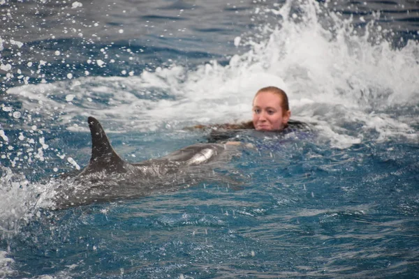 Baltimore, Maryland Ulusal Akvaryumu 'nda yunus gösterisi
