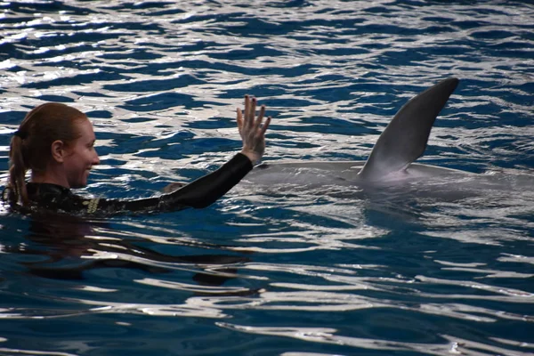 Baltimore, Maryland Ulusal Akvaryumu 'nda yunus gösterisi