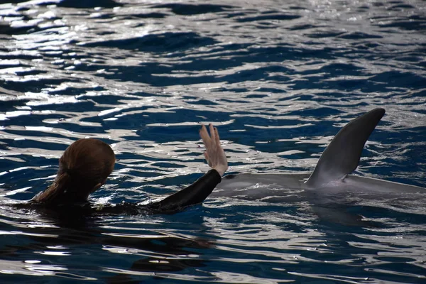 Baltimore, Maryland Ulusal Akvaryumu 'nda yunus gösterisi