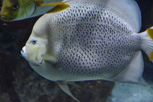 Hermoso pescado colorido —  Fotos de Stock