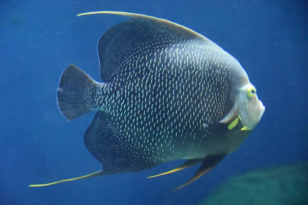 Hermoso pescado colorido —  Fotos de Stock