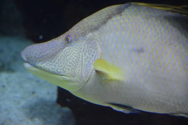 Vackra färgglada fiskar — Stockfoto
