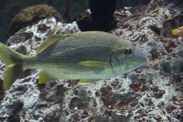 Bellissimo pesce colorato — Foto Stock