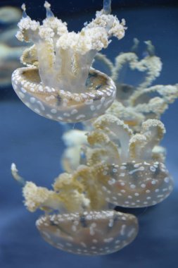 Güzel küçük denizanası