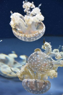 Güzel küçük denizanası