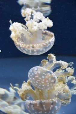 Güzel küçük denizanası