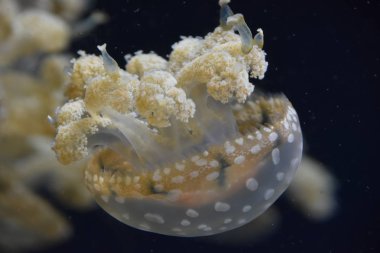 Güzel küçük denizanası