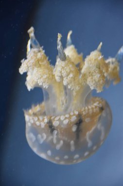 Güzel küçük denizanası