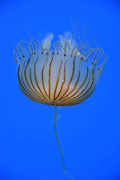 Japanska havet nässlor maneter — Stockfoto