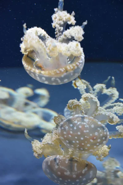 Güzel küçük denizanası