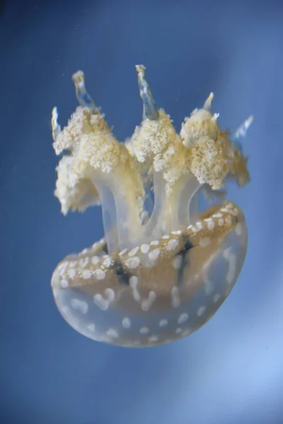 Güzel küçük denizanası — Stok fotoğraf