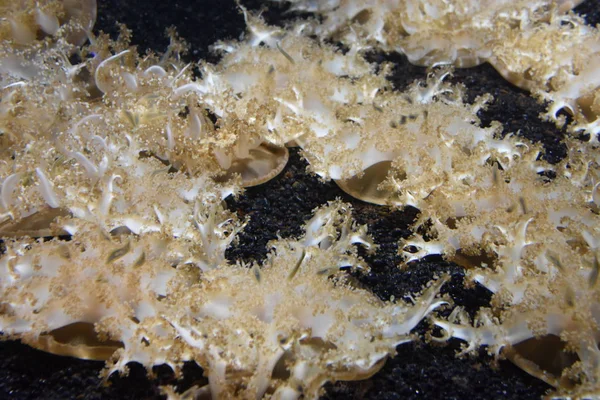 Güzel küçük denizanası