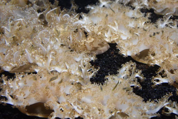 Güzel küçük denizanası