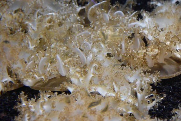 Güzel küçük denizanası