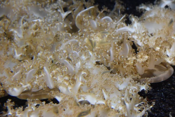 Güzel küçük denizanası