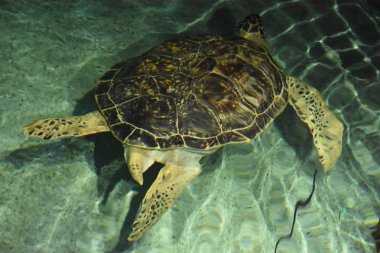 suda turtle
