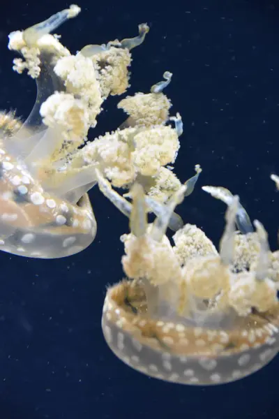 Jellyfish in the Water — Stock Photo, Image