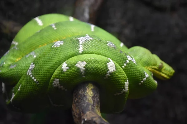 Green Tree Python Snake — Stock Photo, Image