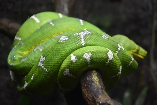 Serpente Pitone Dell Albero Verde — Foto Stock