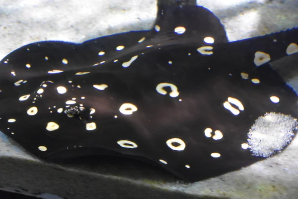 Stingray Spotted Eksotik — Stok Foto