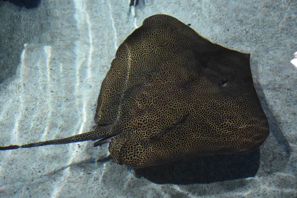 Una Stingray in acqua — Foto Stock