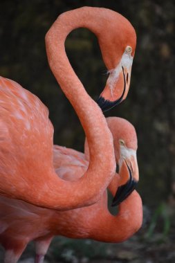 Flamingo bir hayvanat bahçesi