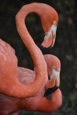 Flamingo bir hayvanat bahçesi