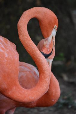 Flamingo bir hayvanat bahçesi