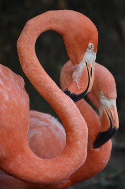 Flamingo bir hayvanat bahçesi