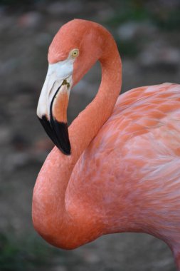 Flamingo bir hayvanat bahçesi