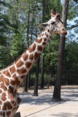 Hayvanat bahçesindeki zürafa