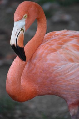 Flamingo bir hayvanat bahçesi