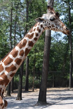 Hayvanat bahçesindeki zürafa