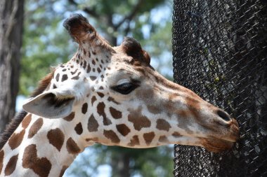 Hayvanat bahçesindeki zürafa
